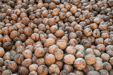 A lot of grey Circassian walnuts in the shell