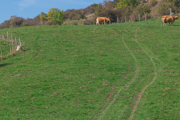 escena rural con vacas y campos de pasto para animales de granja