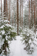 Fototapeta premium View of hiking trail in the winter forest, Nuuksio National Park, Espoo, Finland