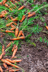 Harvest of ripe carrots collected and lying on the ground in the garden. Organic farming concept.