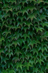 Ivy wall in Zelazowa Wola, Poland, Europe, September 2020, natural park in zelazowa wola. The birthplace of Frederic Chopin composer. - obrazy, fototapety, plakaty
