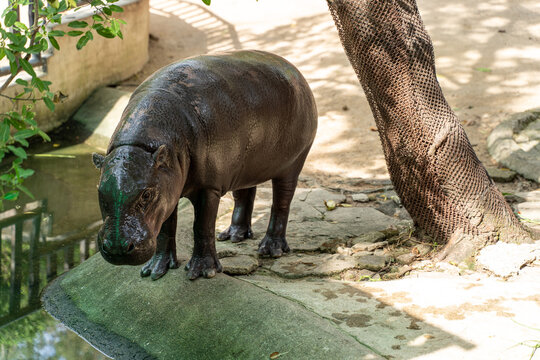 Pygmy hippopotamus (Choeropsis liberiensis) near pond
