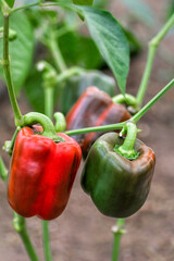 Growing sweet peppers in a greenhouse. Green and red peppers. Agriculture, organic farming. Close-up.