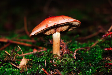Mushrooms at night 14