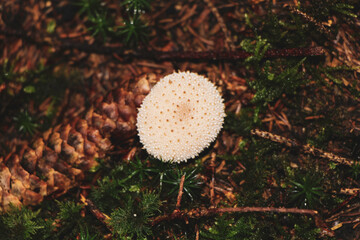 Mushrooms at night 11