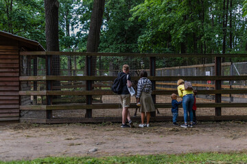 Fototapeta premium family vacation, people adults children in colored clothes stand near cage with deer animals in a forest zoo, back view