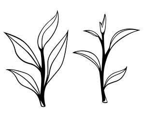Fototapeta premium Green tea leaf hand drawn sketch set vector illustration. Black leaf on white background. Food vector background in on white. Chinese Green tea. 