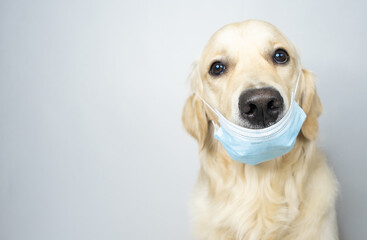 Golden Retriever in a medical mask. Dog and coronavirus