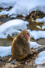 Monkey In Winter