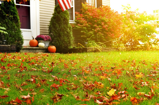 Green Lawn With Bright Fallen Leaves Near The House And Pumpkins With Autumn Flowers On The Porch In The Background. 