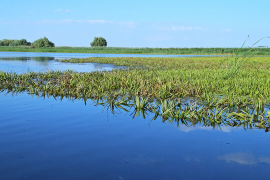 Plantas acuáticas de las zonas pantanosas del delta del Danubio. Stratiotes aloides, comúnmente conocidos como soldados de agua o piña de agua de las lagunas interiores del delta en la zona de Rumanía