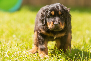 black and gold Hovie, dog hovawart very cute puppy portrait