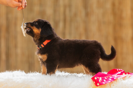 Black And Gold Hovie, Dog Hovawart The Puppy Learns A Show Attitude By Licking A Spoon