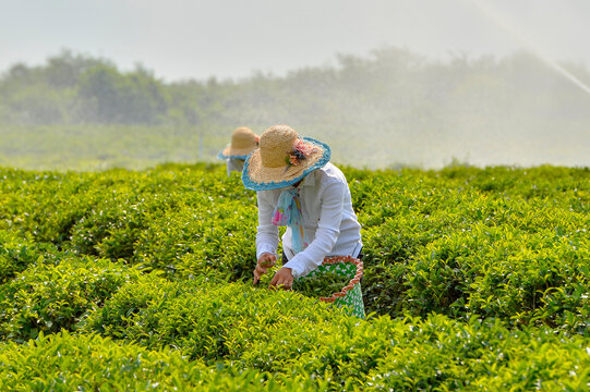 Gathering of tea. Lankaran/ Azerbaijan/01 july 2020