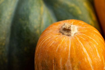Close up photo of a pumpkin's tail