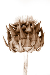 Dried artichoke sepia flower on a white background, close up side view