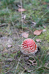 Red wild mushroom in the woods