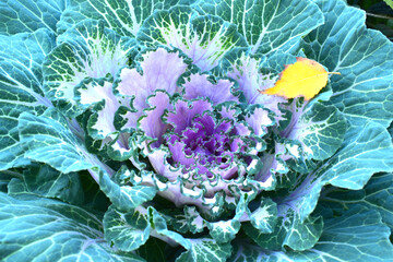 Decorative cabbage with purple middle on the flowerbed and yellow birch leaf on it.
