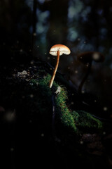 mushroom in the forest
