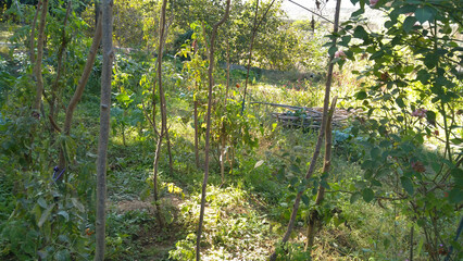 fence in the garden