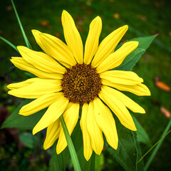 Gelbe Blüte im Garten