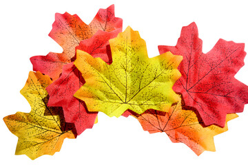 Colorful autumn maple leaf