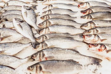 Fresh silver fish beautifully laid out on an ice counter. Close-up. Vertical.