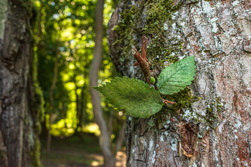 Two leaves of an elm tree on a bark background