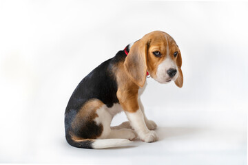 Tricolor purebred puppy with a sad look