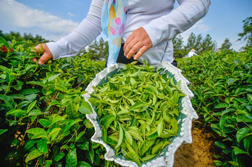 Gathering of tea. Lankaran/ Azerbaijan/01 july 2020