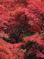 Red leaved autumnal trees