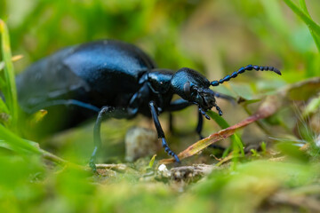 European oil beetle (Meloe proscarabaeus) sitting on the ground. Dark blue bug in its habitat....