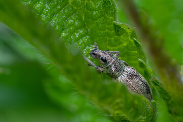 Weevil (Sitona sp.) sitting on a green leaf. Cute small grey bug in its habitat. insect portrait with soft green background. Wildlife scene from nature. Czech Republic