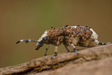 Fungus weevil (Platystomos albinus) sitting on a wooden trunk. Brown and white beetle in its habitat. Insect detailed portrait with soft brown background. Wildlife scene from nature. Czech Republic