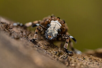 Fungus weevil (Platystomos albinus) sitting on a wooden trunk. Brown and white beetle in its habitat. Insect detailed portrait with soft brown background. Wildlife scene from nature. Czech Republic