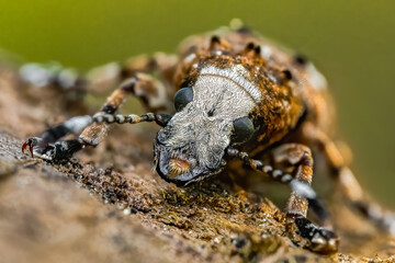 Fungus weevil (Platystomos albinus) sitting on a wooden trunk. Brown and white beetle in its habitat. Insect detailed portrait with soft brown background. Wildlife scene from nature. Czech Republic