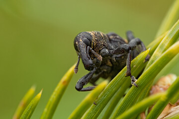 Large pine weevil (Hylobius abietis) sitting on a pine. Cool black and yellow insect with a giant nose, bug portrait with soft green background. Wildlife scene from nature. Czech republic