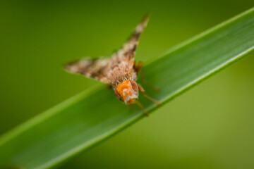 Fly (Tephritis) sitting on a leaf. Small orange fly in its habitat. Insect detailed portrait with soft green background. Wildlife scene from nature. Czech Republic