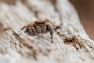 Jumping spider (Salticidae) sitting on a wooden trunk. Cute small brown spider in its habitat. Spider portrait with soft orange background. Wildlife scene from nature. Czech Republic