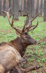 Naklejka na ściany i meble A large elk or deer with large antlers lies on the ground among