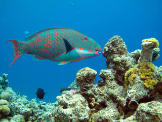 Naklejka na ściany i meble Bicolor parrotfish (Cetoscarus bicolor). Taken in Red Sea, Ehypt.