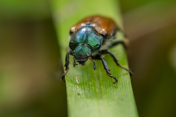 Garden chafer beetle (Phyllopertha horticola) sitting on a plant. Yellow  insect in its habitat. Insect detailed portrait with soft brown background. Wildlife scene from nature. Czech Republic