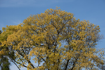Fototapeta premium autumn foliage in the parc of Bastions in Geneva, switzerland