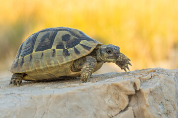Hermann's tortoise (Testudo hermanni boetgeri) walking on a path. Cute yellow turtle in its habitat. Insect detailed portrait with soft yellow background. Wildlife scene from nature. Croatia