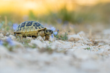 Obraz premium Hermann's tortoise (Testudo hermanni boetgeri) walking on a path. Cute yellow turtle in its habitat. Insect detailed portrait with soft yellow background. Wildlife scene from nature. Croatia