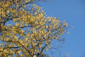 autumn foliage in the parc of Bastions in Geneva, switzerland