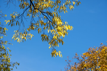 autumn foliage in the parc of Bastions in Geneva, switzerland