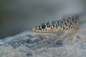Balkan whip snake (Hierophis gemonensis) on a rock. Beautiful brown snake in its habitat. Snake detailed portrait with soft grey background. Wildlife scene from nature. Croatia