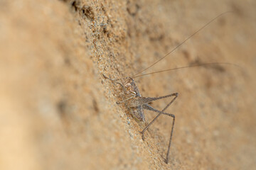 Bush cricket (Rhacocleis germanica) sitting on a sand wall. Small rare cricket in its sandy habitat. Insect detailed portrait with soft yellow background. Wildlife scene from nature. Croatia