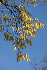 autumn foliage in the parc of Bastions in Geneva, switzerland